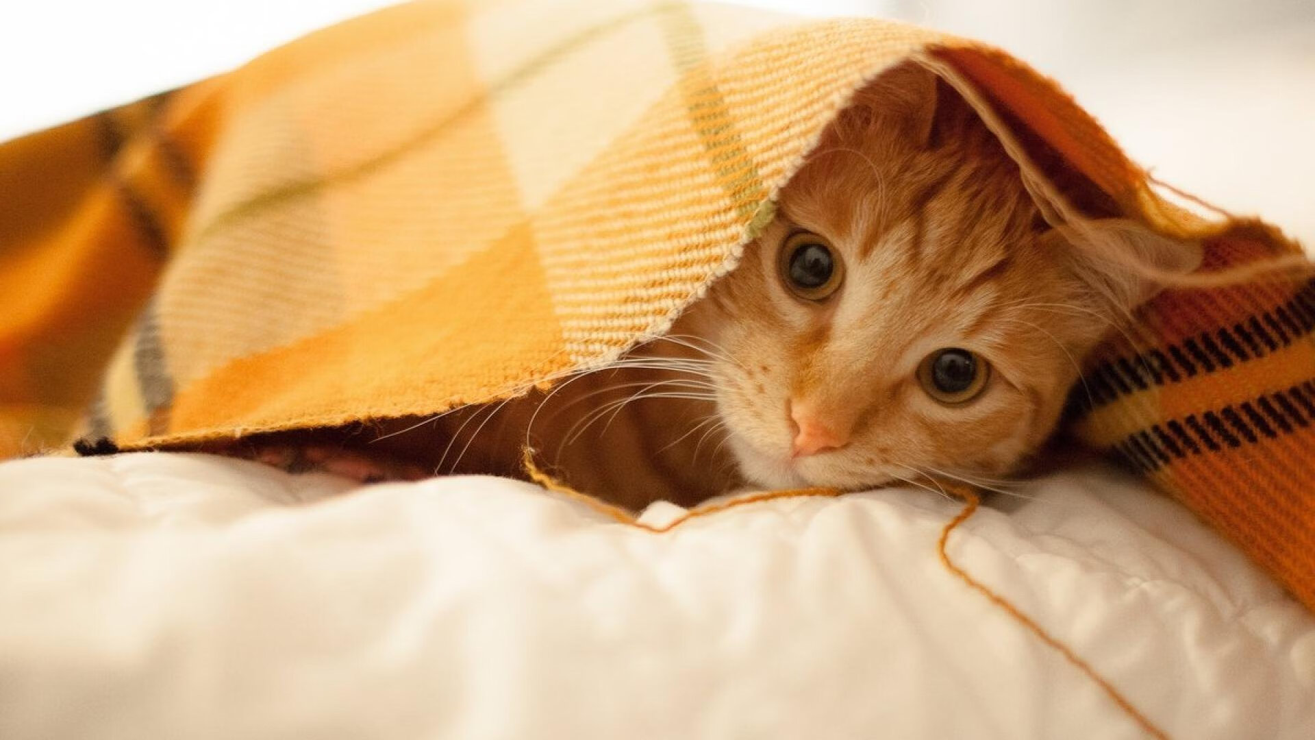 银绿奇迹，阿隆索最后一弯绝杀，阿斯顿马丁揭幕战力克红牛王朝！