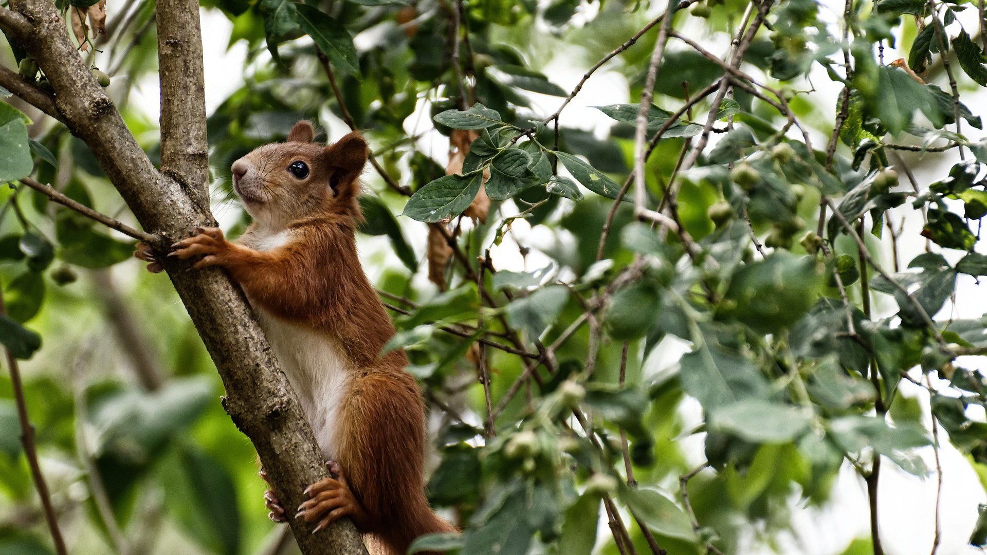 终局判官拉塞尔，阿斯顿马丁的完美风暴如何借刀绞杀小红牛