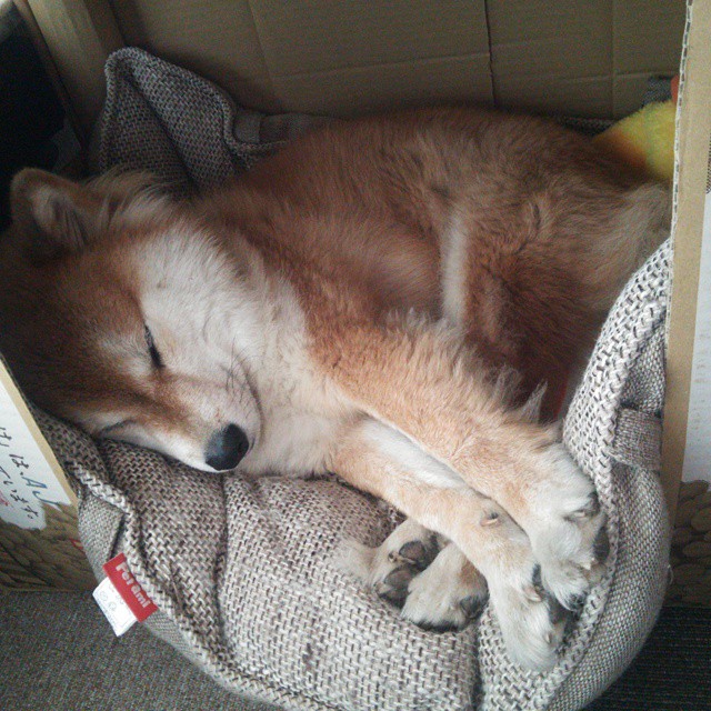 从稳赢到逆袭，东契奇如何撕碎黄蜂的必胜剧本