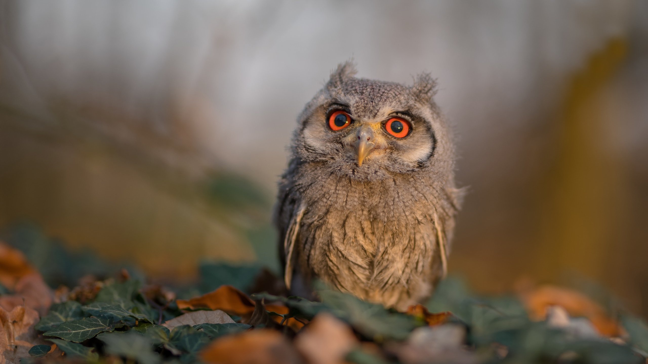 爱游戏娱乐-胜负棋局，霍勒迪最后时刻落子，黄蜂加时险胜76人