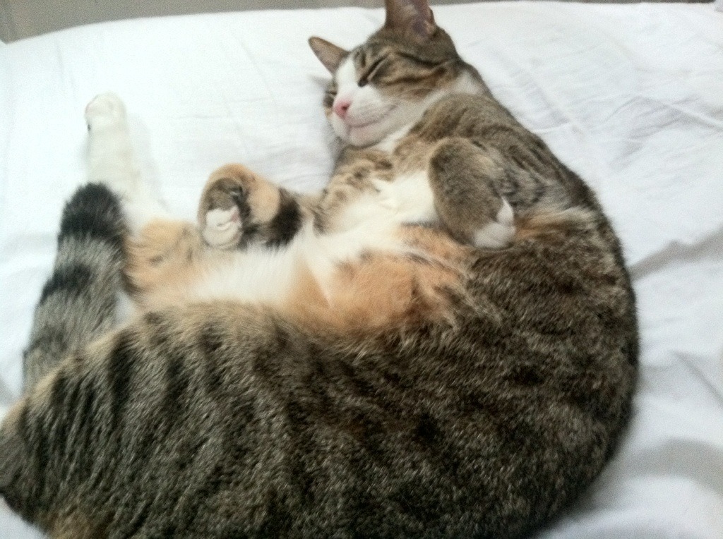 赛场上的接管者，马竞鏖战克敌，加克波赛道称雄