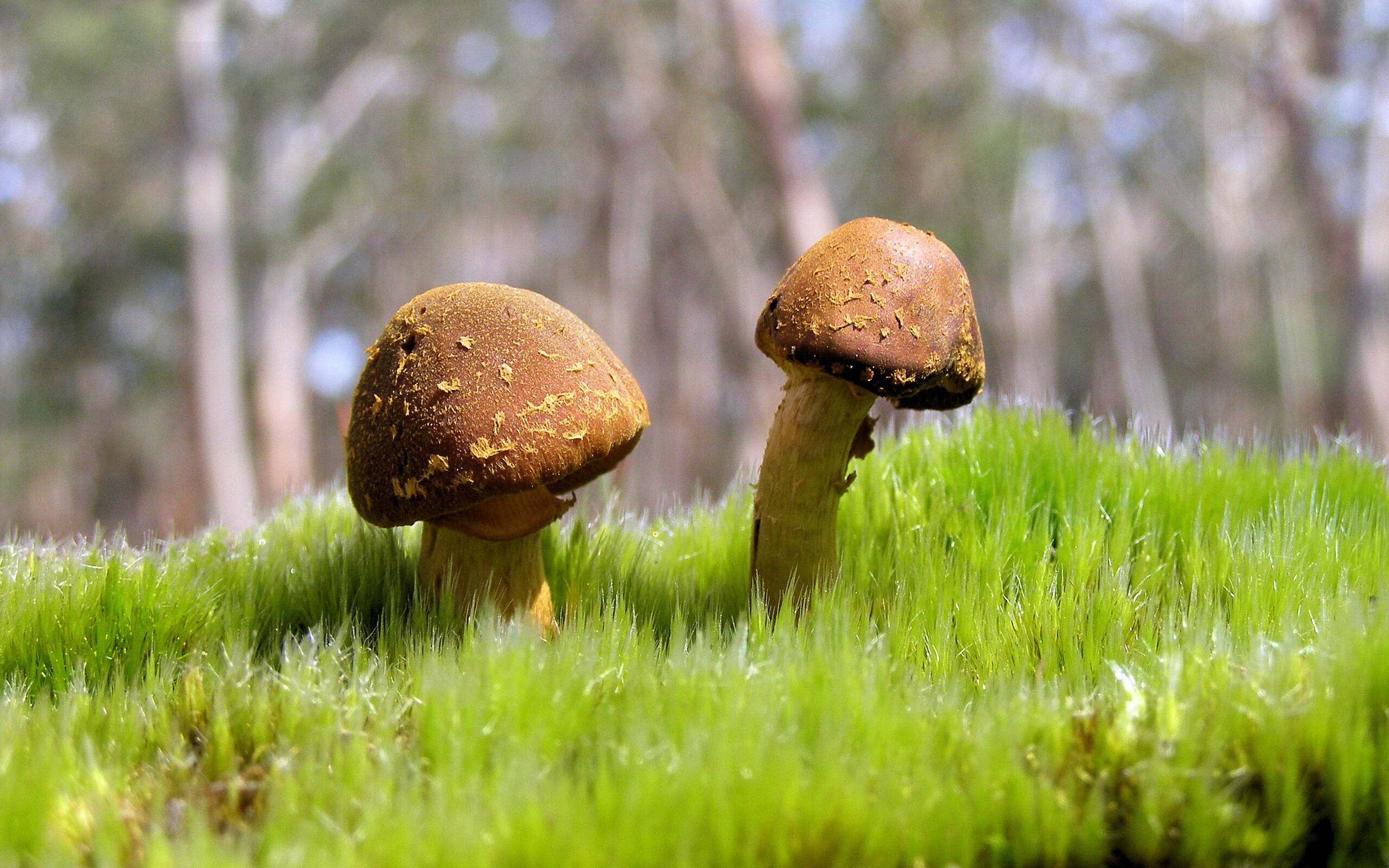 芝加哥的猛兽觉醒，锡安轰垮火箭内线，赛后评分引发热议