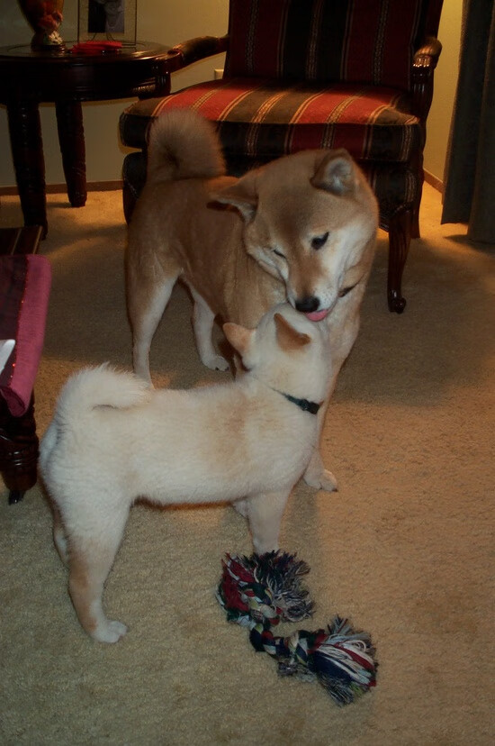 跨维风暴，当姚明在演播室喊出切特射门！