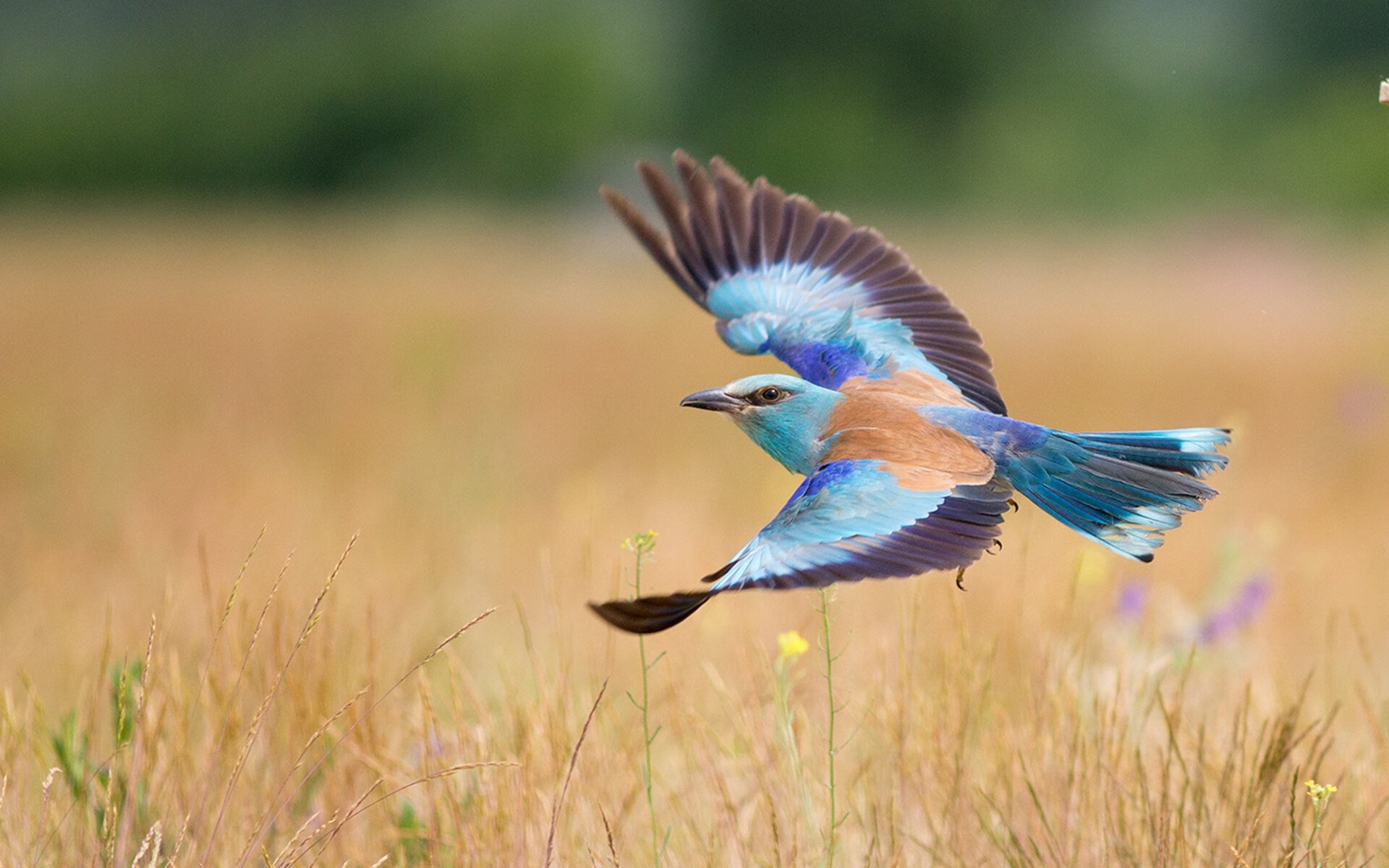 当紫色王朝遇见东方狂潮，浙江一战粉碎湖人神话，克莱三记惊雷提前终结悬念
