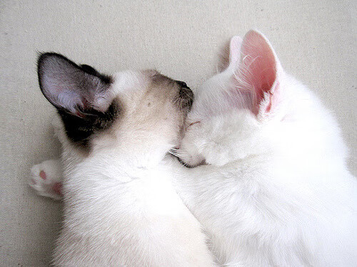 布伦森狂飙撕裂防线，开拓者血战攻克费城