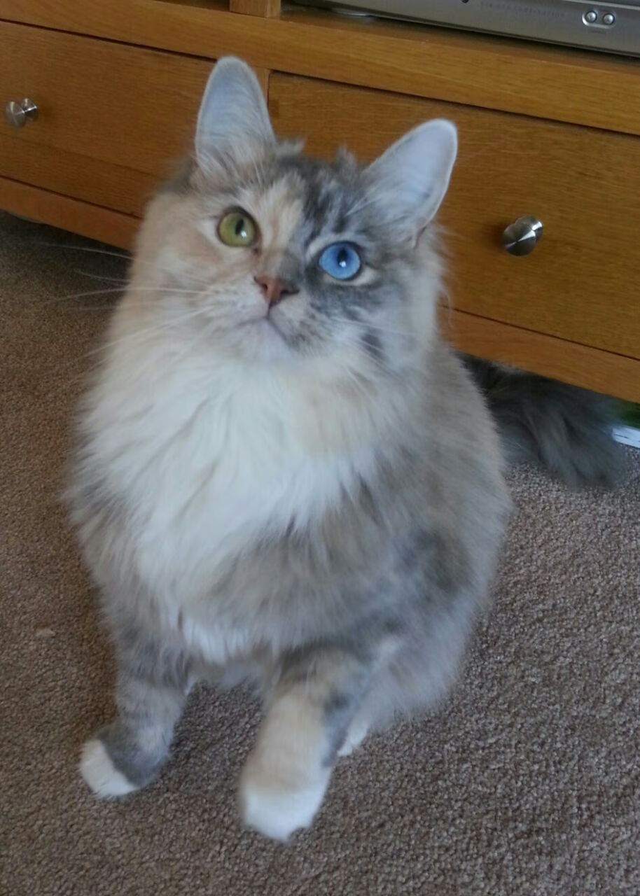 劳塔罗独闯龙潭摧毁防线，几内亚爆冷击败加拿大震撼足坛