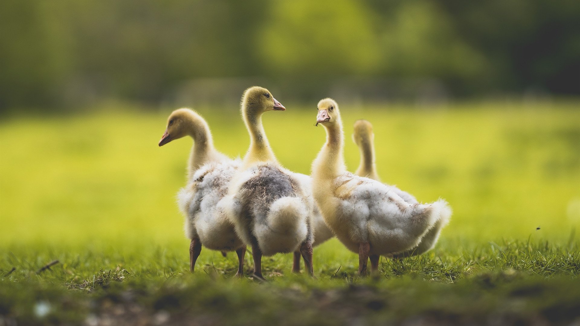 棋局与利剑,当约基奇的棋盘,遇上爱德华兹的锋芒