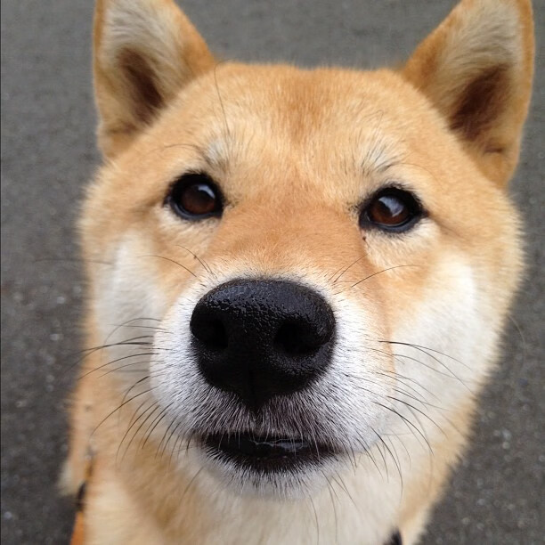 幽灵进球与命运接管者，帕尔默一球如何历史性改写加拿大足球与2026世界杯轨迹