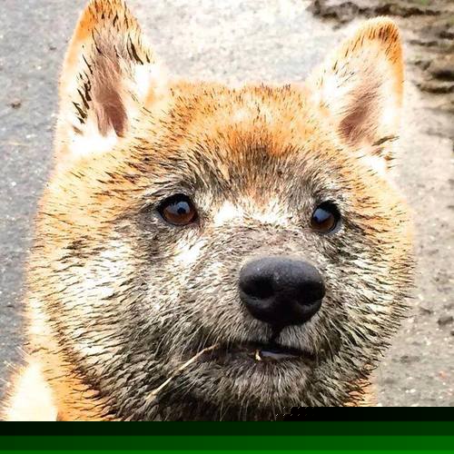 绝杀狂澜,戈麦斯加时封神!澳大利亚逆天改命掀翻西班牙王朝