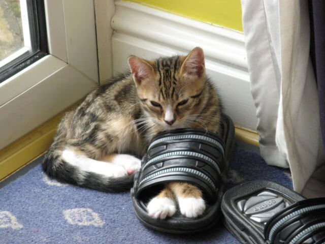 寒冰烈焰对决之夜，库尔图瓦十指关前，挪威书写北欧神话