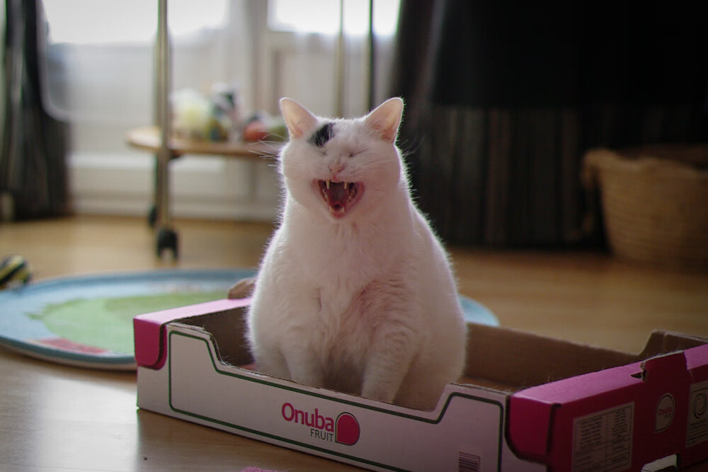 星际拓扑与绿茵酶解,奥运关键战中阿根廷的节奏裂变