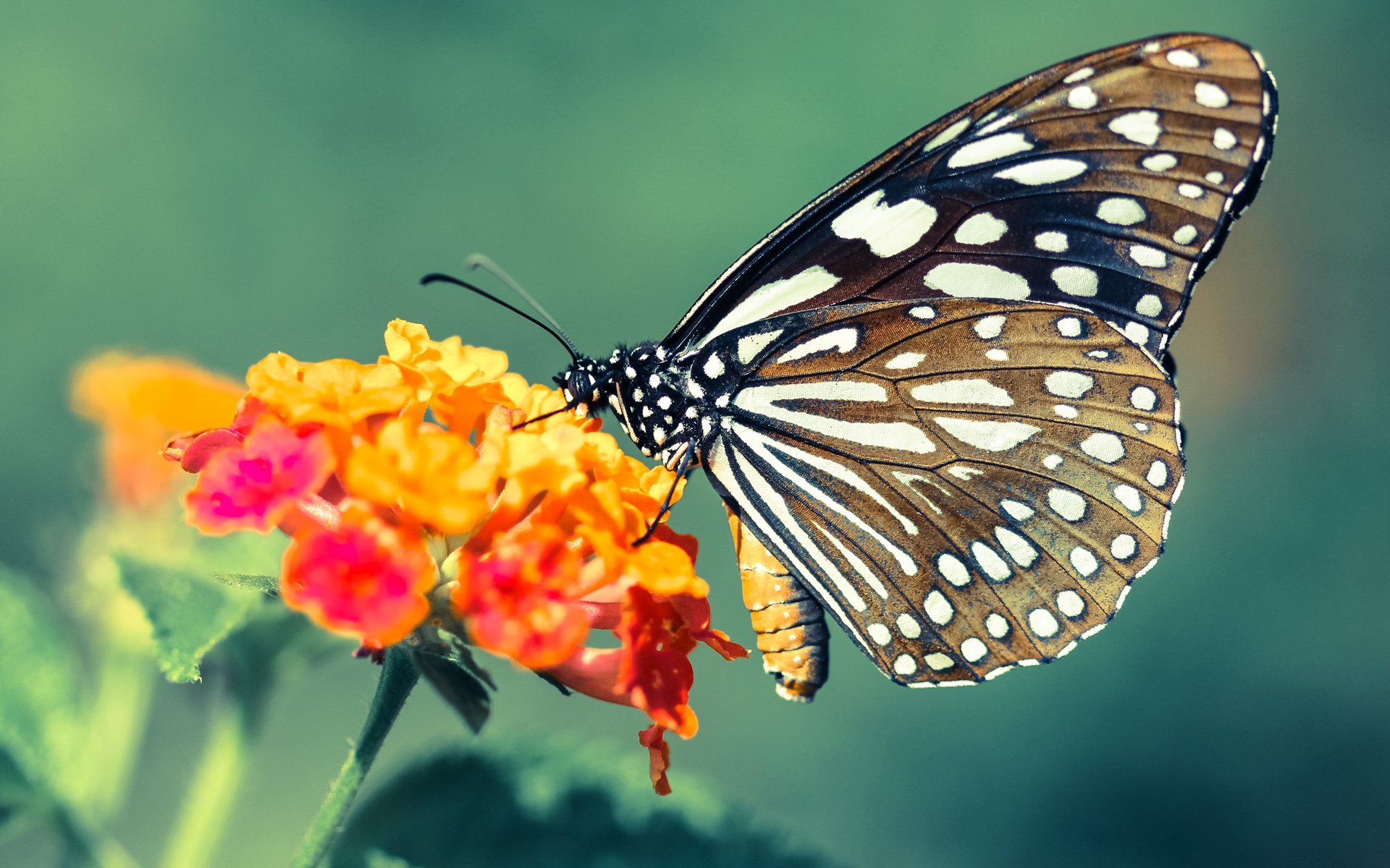 城市为赛道,钢铁斗士的烈焰追光,布伦森于街道赛之夜创造永恒一瞬