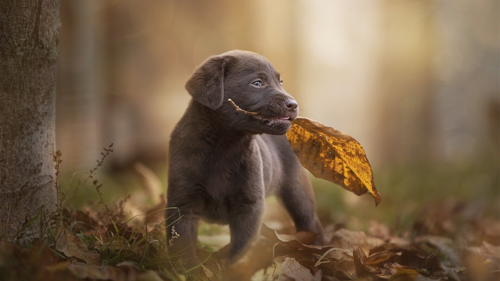 爱游戏tv-绿茵与木地板上，相通的孤独与共鸣，当国家德比遇见关键战的唯一性