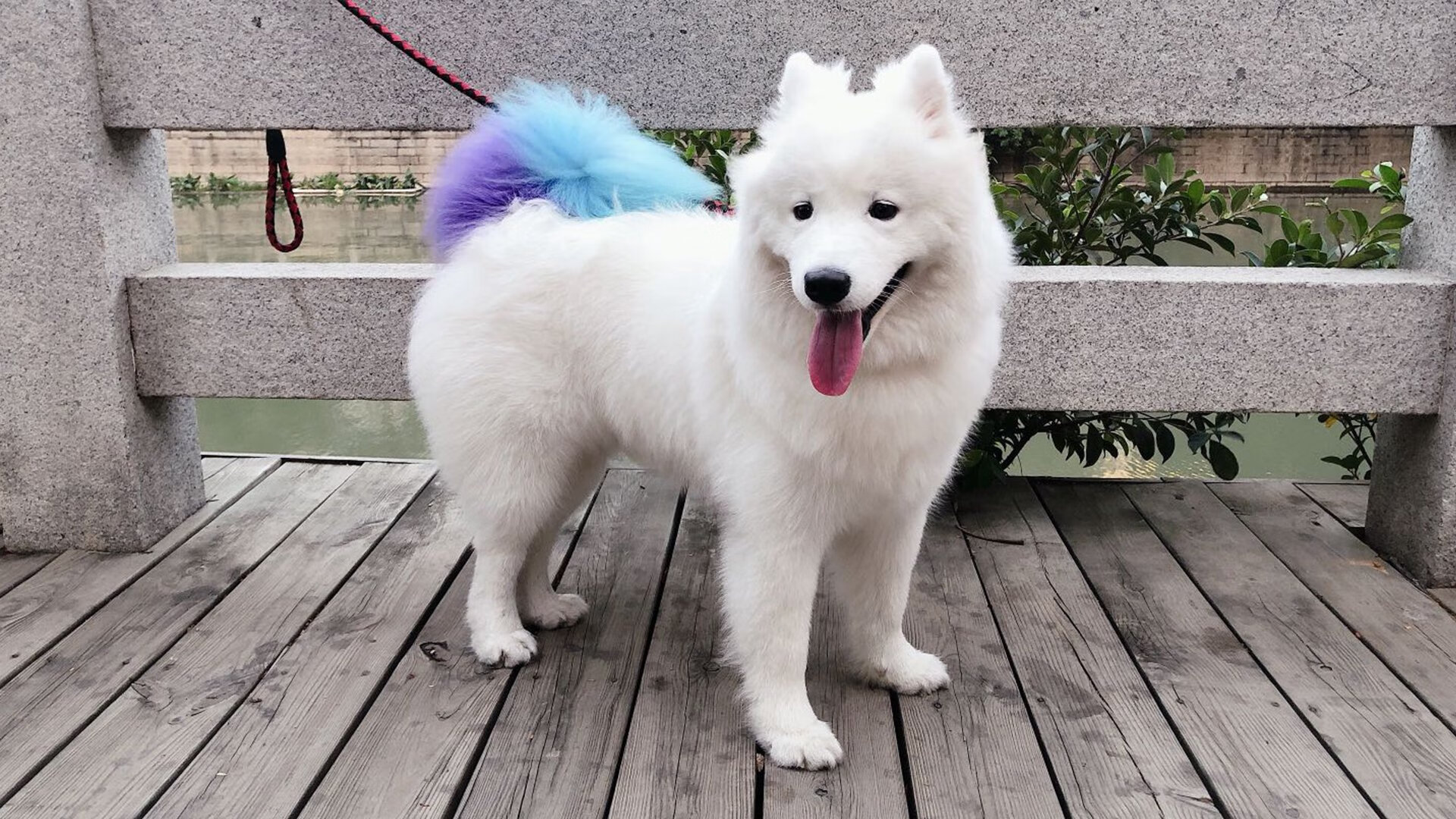 双重奏，西班牙的战术纪律与格列兹曼的德比魔法