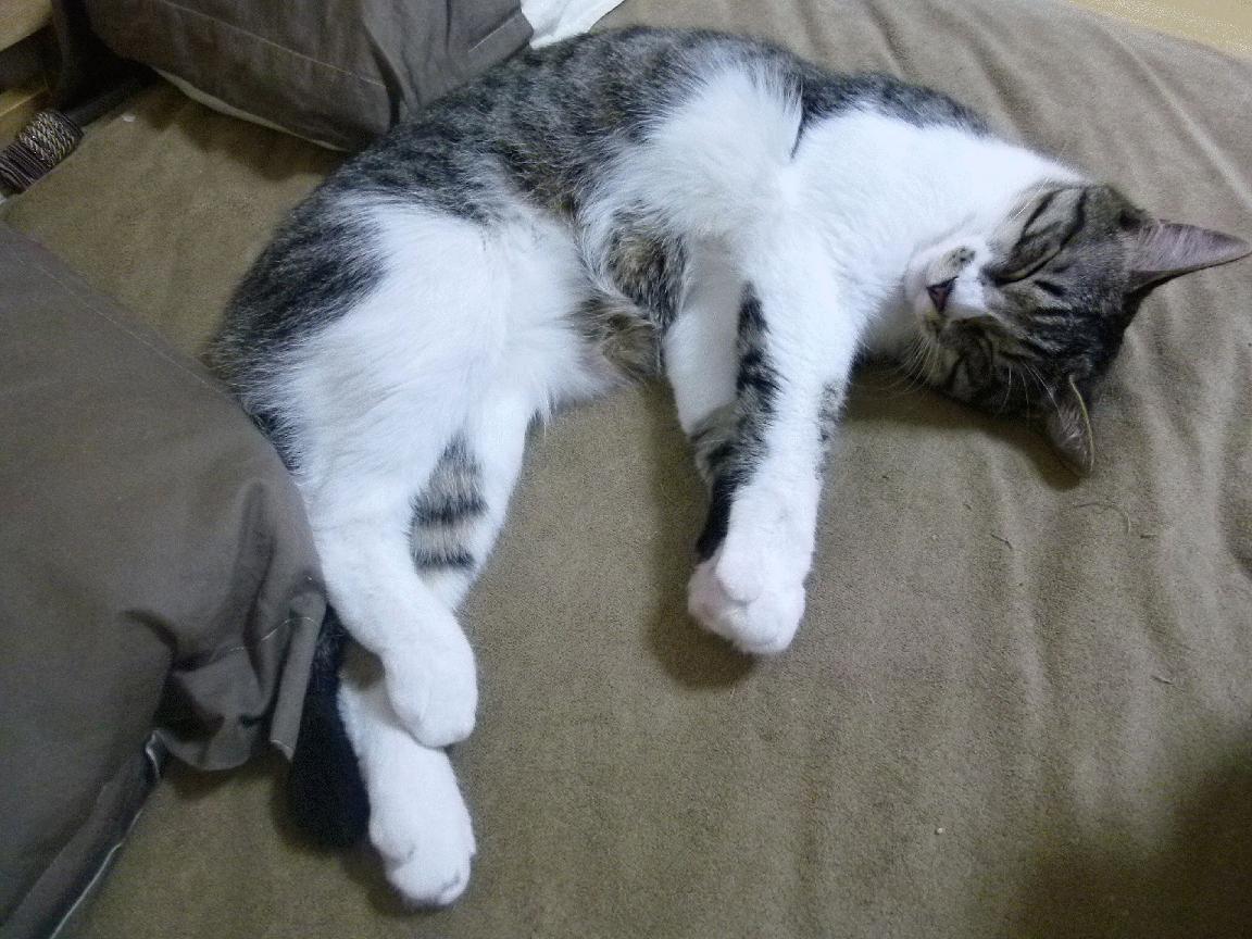 碾压东道主！2026世界杯焦点战，西班牙用精密手术肢解卡塔尔