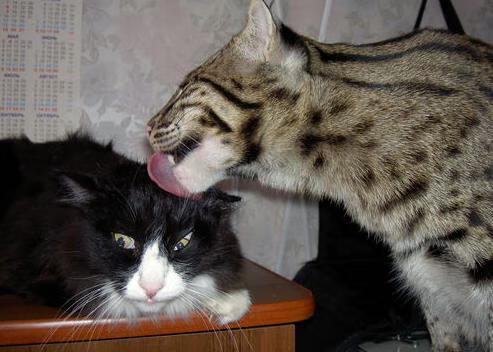 引擎轰鸣与球场回声，当F1揭幕战极速狂飙遇上湖人落日碾压