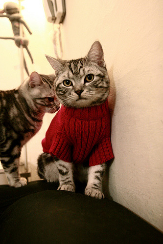 克瓦拉茨赫利亚扛起全队，奥地利狂胜洪都拉斯，绿茵场上的个人英雄与团队辉煌