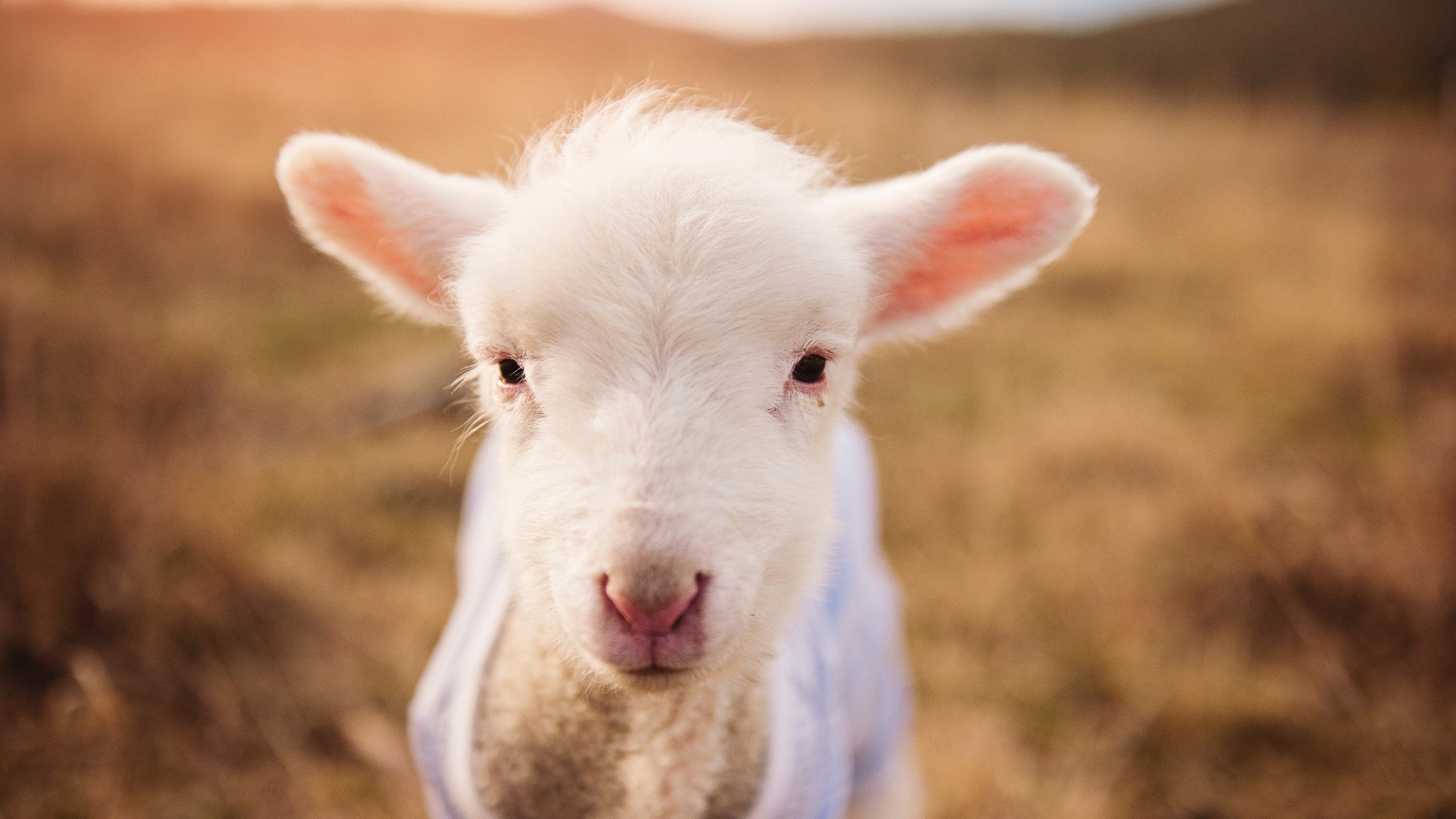 唯一性的胜利,独行侠全面压制马刺,浓眉关键先生诠释非凡