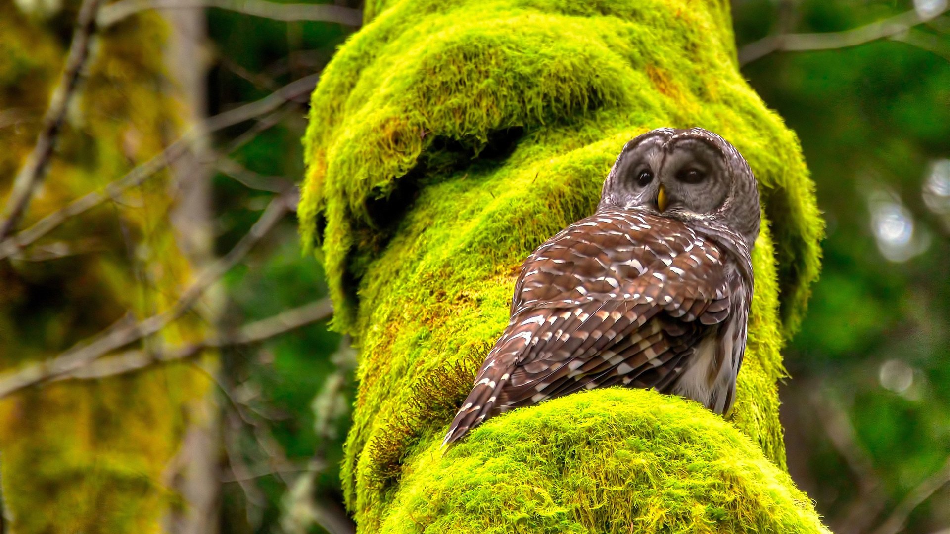 爱游戏在线-90分钟艺术，罗德里戈那一秒如何凝结永恒