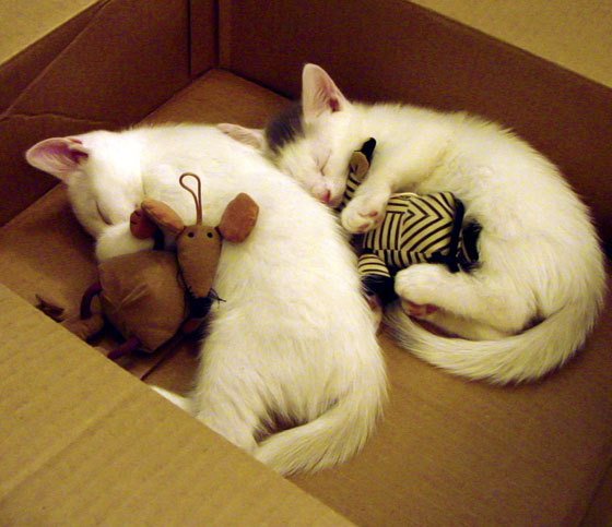 90分钟艺术，罗德里戈那一秒如何凝结永恒