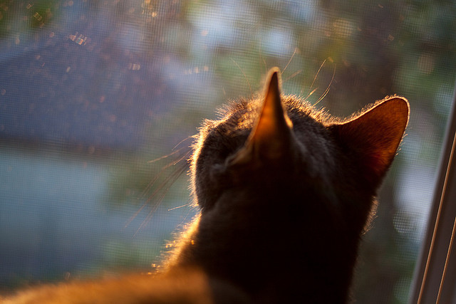 爱游戏下载-勒沃库森困局，当精密德甲战车遇上大洋洲蛮牛，阿圭罗的手术刀如何切开僵局？