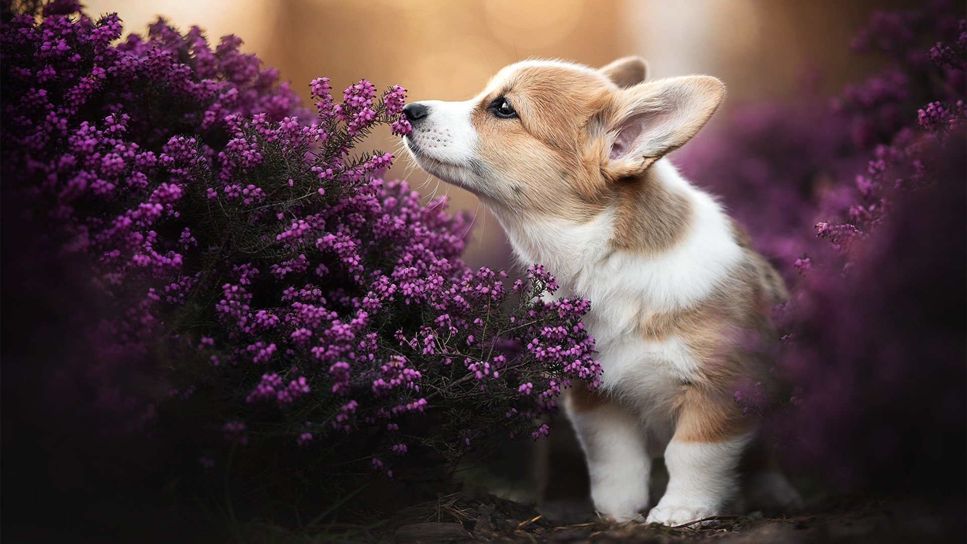 爱游戏入口-范戴克防线，马德里竞技如何用窒息艺术强行终结哥伦比亚风暴