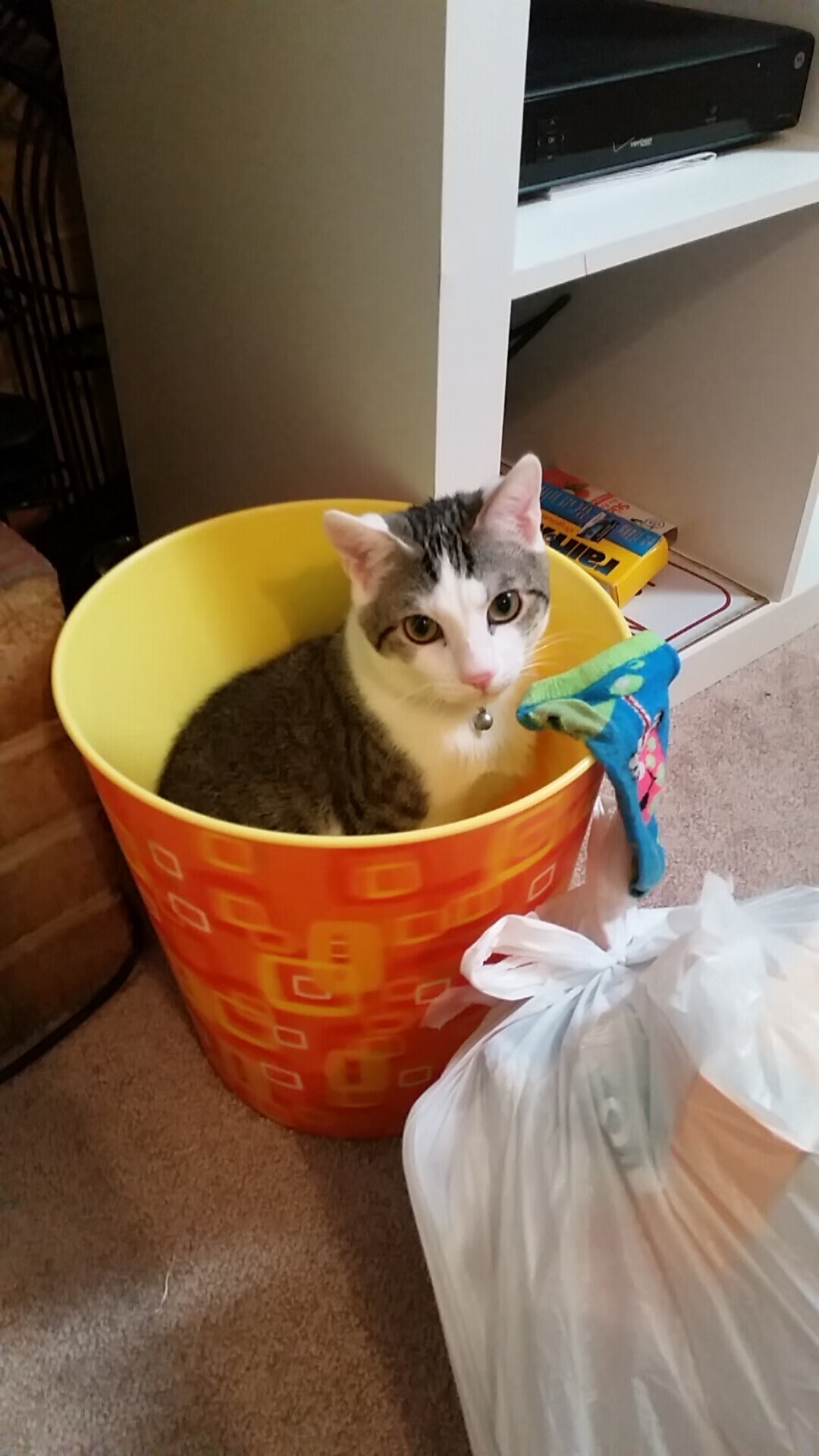 爱游戏在线-非洲之巅的对决，帕尔默单骑破阵，安哥拉全面压制埃及登顶