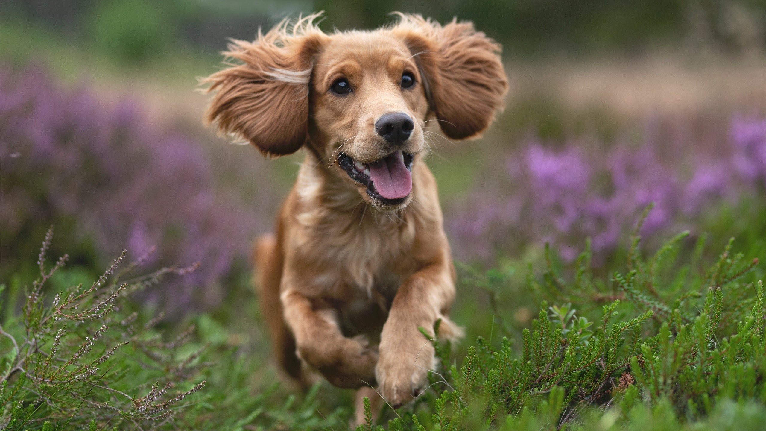 爱游戏APP-飞鹰与迷宫的较量，当霍勒迪成为看不见的棋手